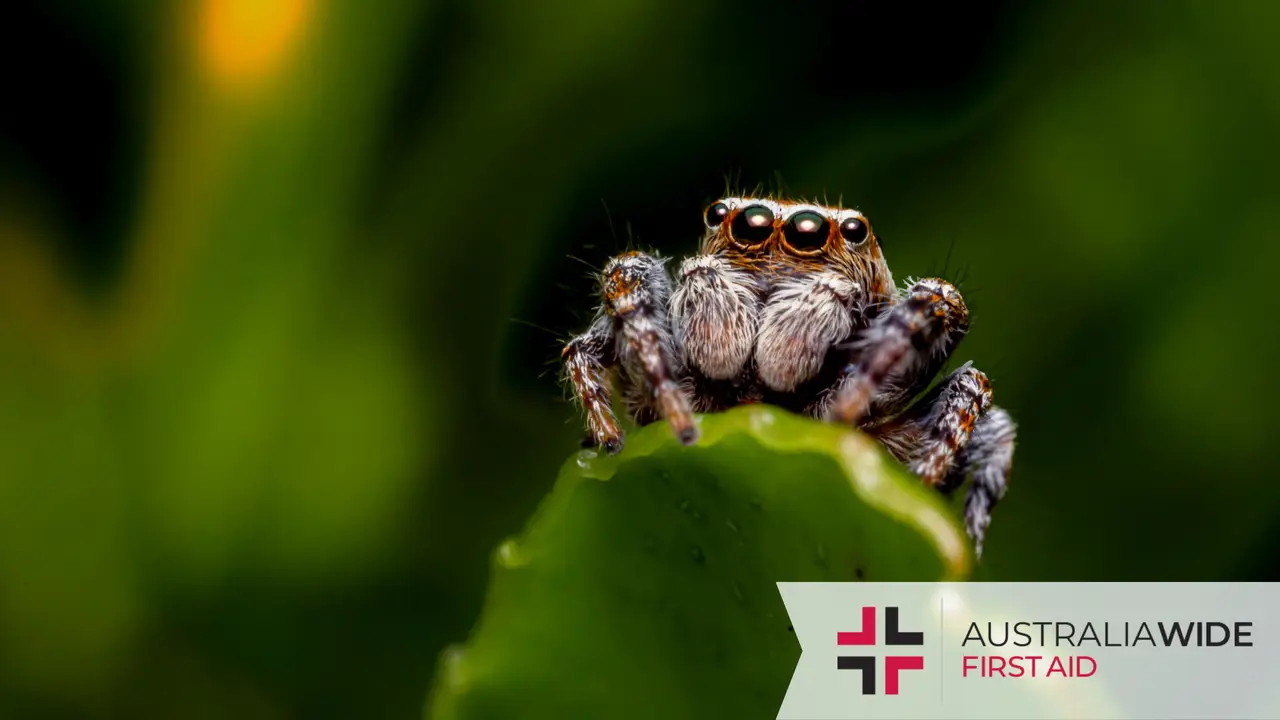 A small furry spider sitting on a leaf